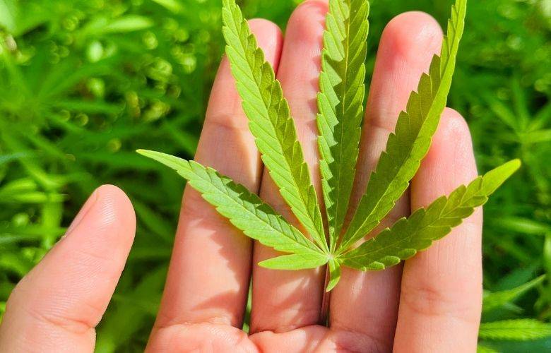 TheBunkerNoticias | SCJN declara inconstitucional sancionar a poseedores de más de 5 gramos de marihuana