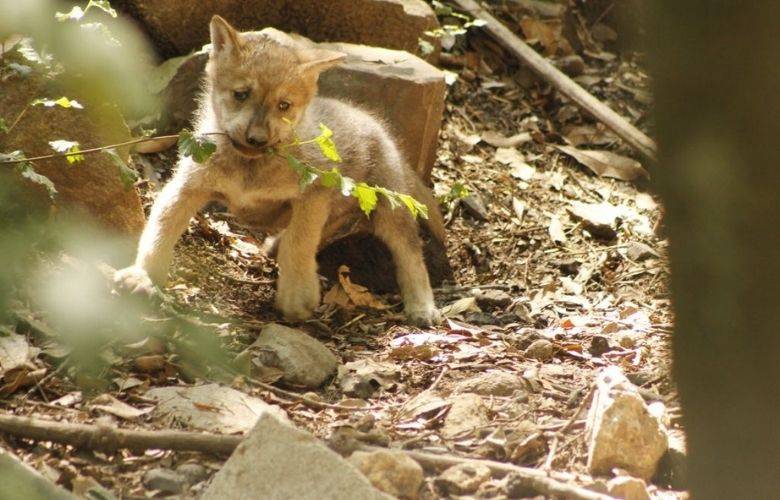 TheBunkerNoticias | Mueren dos cachorros de lobo mexicano en Zoológico de Chapultepec