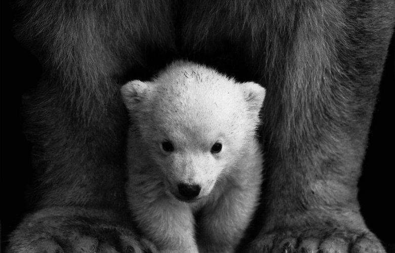 TheBunkerNoticias | Extinción del oso polar en este siglo