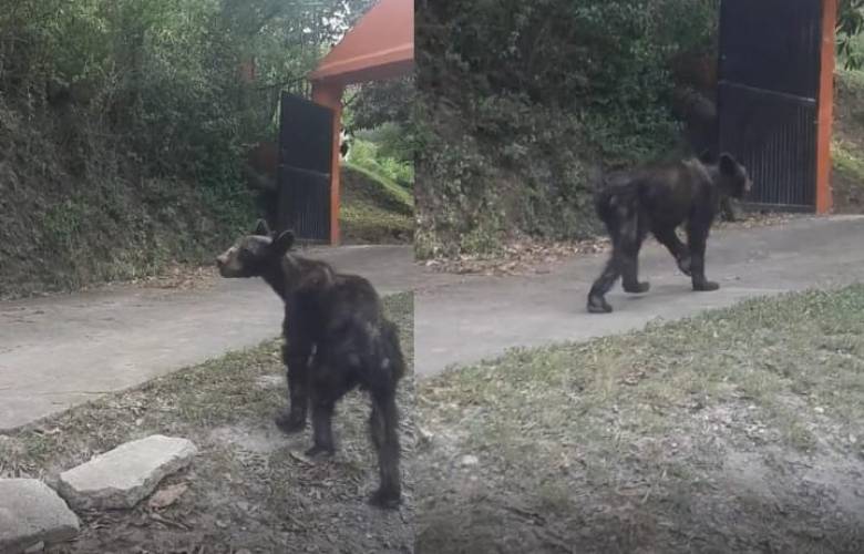 TheBunkerNoticias | Encuentran a oso negro desnutrido en Nuevo León