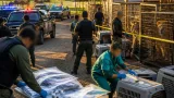 Autoridades aseguran pantera, leopardos y droga en finca de Zapopan