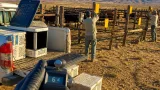 Chihuahua refuerza control del gusano barrenador; casos activos caen 71%