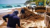 En Tulum se duplica recolección de sargazo en 2026 y obliga a operativo extraordinario