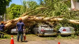 En Xalisco, eucalipto derriba cables y aplasta tres vehículos en colonia Landareñas
