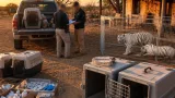 FGR asegura dos tigres blancos en Durango tras denuncia; investigan posible delito ambiental