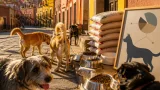 Guanajuato: casi la mitad de los hogares tiene perro; estiman gasto anual de hasta 25 mil pesos