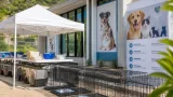 Los Cabos anuncia centro de bienestar animal y campaña masiva de esterilización
