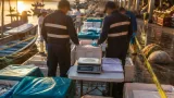 Marina y Conapesca retienen 190 kilos de producto pesquero en Puerto Vallarta
