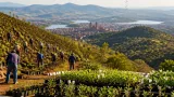 Michoacán avanza hacia 50 millones de árboles reforestados y prioriza cuencas y ANP
