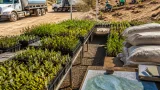 Michoacán plantea plantar 13 millones de árboles en 2026 para proteger cuencas y reducir riesgos
