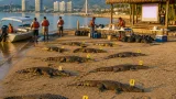 Puerto Vallarta: hallan 11 cocodrilos sin vida en la Bahía de Banderas