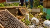 SCJN atiende petición de comunidades de Campeche para proteger a las abejas frente a agroquímicos