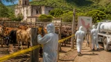 Sonora registra cinco casos activos de gusano barrenador; foco en Álamos y vigilancia en Yécora
