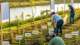 Tapachula impulsa reforestación en la ribera del río Coatán con 500 árboles