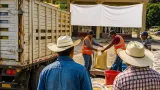 Veracruz aportará mil pesos por tonelada para elevar pago a productores de maíz a 7 mil