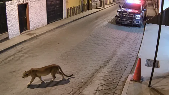 Avistan puma en Puerto Hondo: autoridades piden precaución en Matamoros