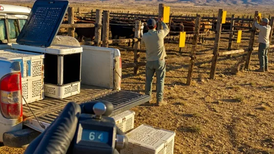 Chihuahua refuerza control del gusano barrenador; casos activos caen 71%
