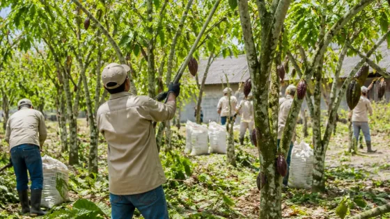 Comalcalco arranca poda sanitaria para rehabilitar 345 hectáreas de cacao