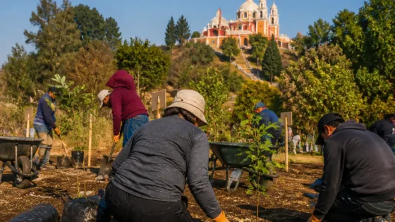 Naucalpan impulsa reforestación en Los Remedios con la siembra de 60 árboles