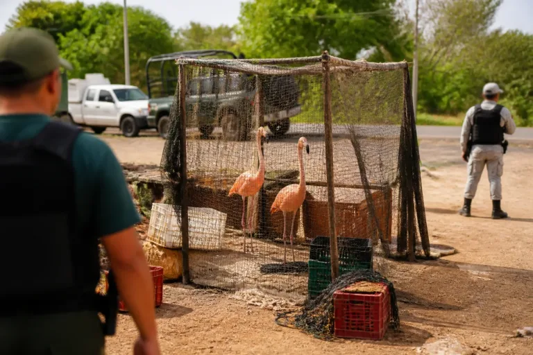 Aseguran dos flamencos en predio abandonado de Cunduacán; indagan posible tráfico de fauna