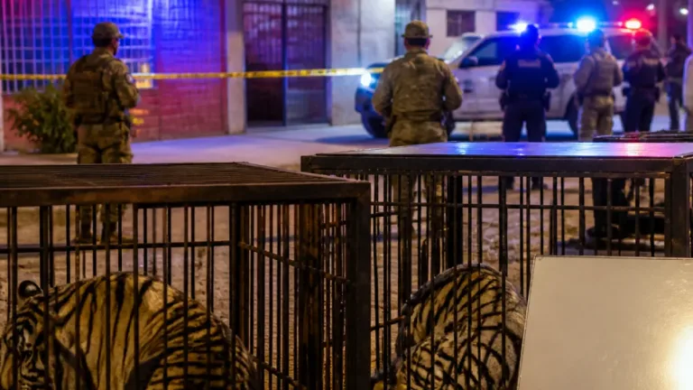 Durango: autoridades federales aseguran dos tigres blancos en vivienda de La Huerta