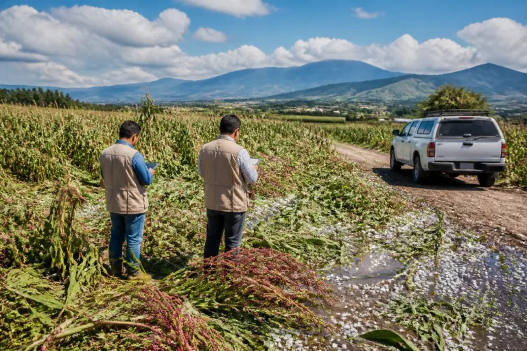 Granizada impacta 48 hectáreas de cultivo en Atlixco; autoridades evalúan apoyos