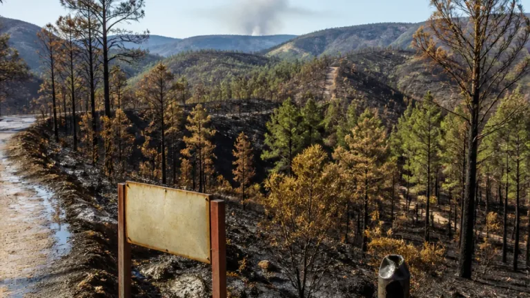 Incendios arrasan casi 700 hectáreas en cinco áreas protegidas de Chihuahua en 2026