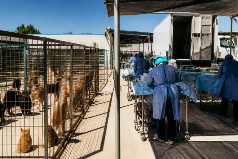 Mexicali: baja respuesta a esterilizaciones eleva sacrificios y riesgos de salud pública