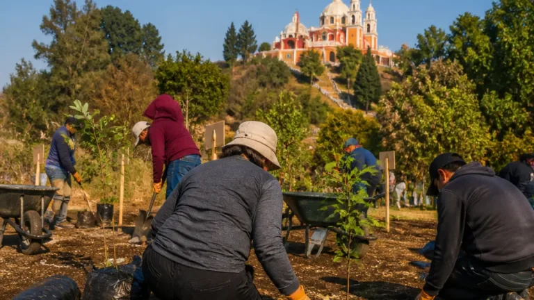 Naucalpan impulsa reforestación en Los Remedios con la siembra de 60 árboles