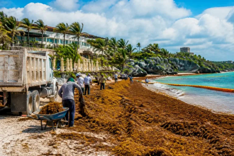 Piden declarar contingencia en Tulum por aumento de sargazo que afecta al turismo