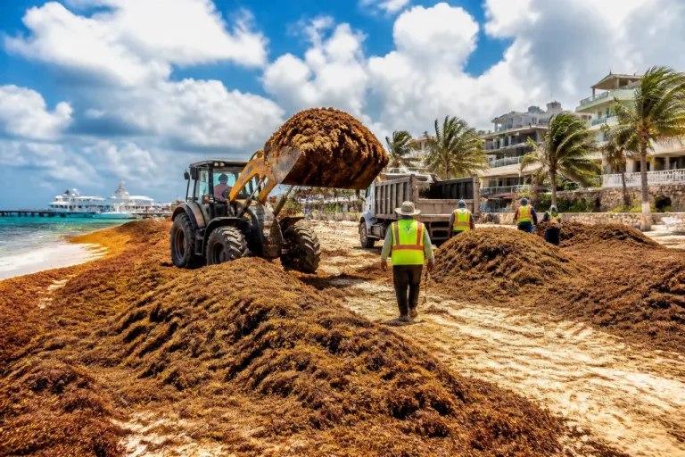 Playa del Carmen, municipio más afectado por sargazo en Quintana Roo; registra 28,455 toneladas