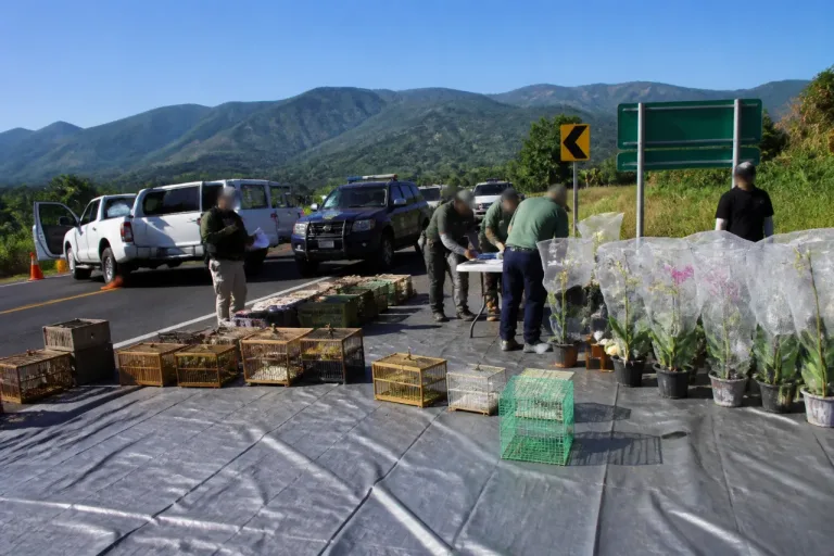 Profepa asegura en Puebla 65 ejemplares de vida silvestre en operativo en la Sierra Negra