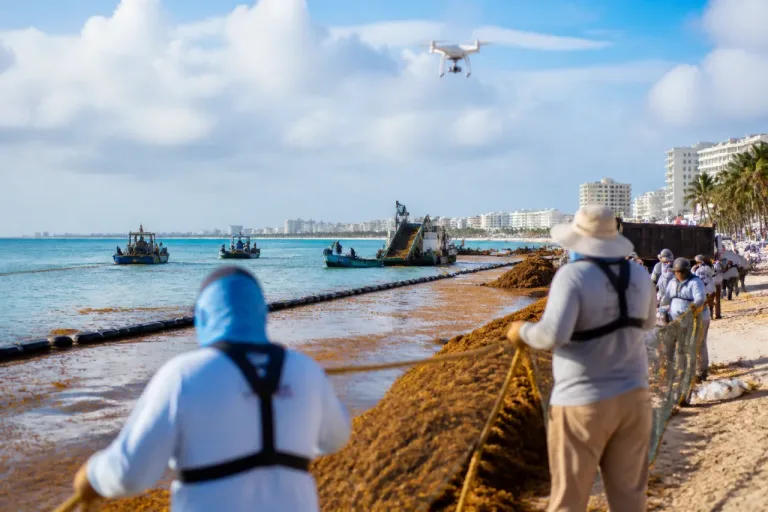 Semar reporta más de 79,900 toneladas de sargazo recolectadas en Quintana Roo en lo que va del año