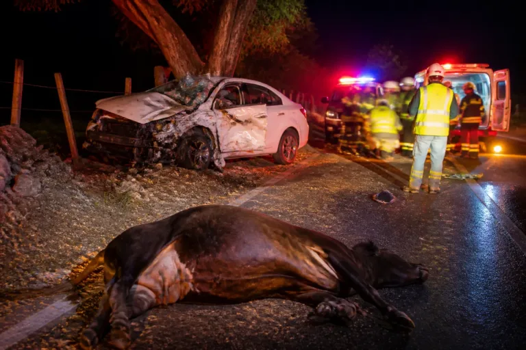 Volcadura en la carretera Colima–Guadalajara deja heridos y una res muerta en Paso de la Iguana
